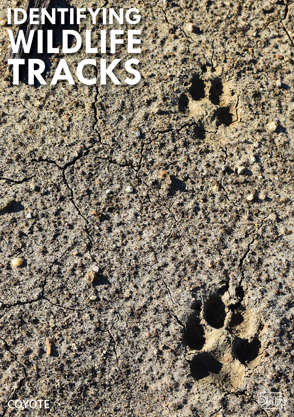 Learning how to identify common wildlife tracks, like these coyote prints | Iowa DNR
